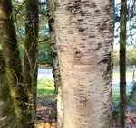 birch beer recipe 1 birch tree