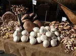 mushroom cultivation 1