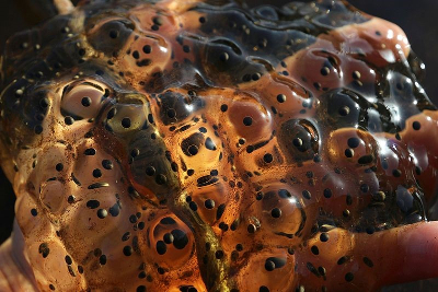 amphibian eggs 3 red legged mass