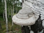 birch polypore 1