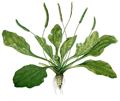 medicinal plants list image