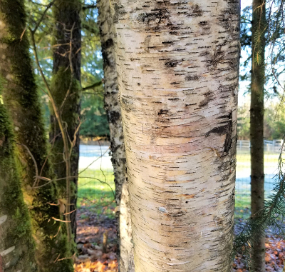 birch beer recipe 1 birch tree