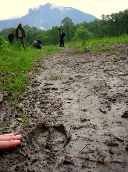 wildlife trailing course