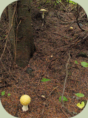 Amanita Mushrooms