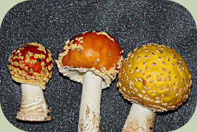 Amanita muscaria colors