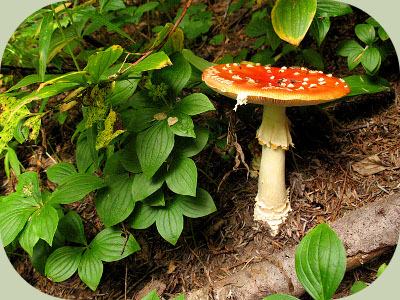 poisonous mushroom types