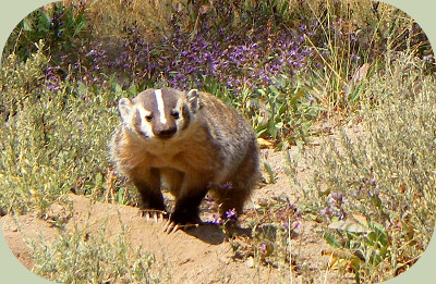 Recognizing Badger Habitat