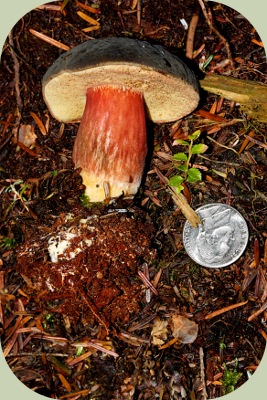 Wild Mushrooms