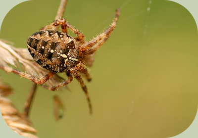 Cross orb weaver spider