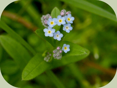 Forest Food Web flowers