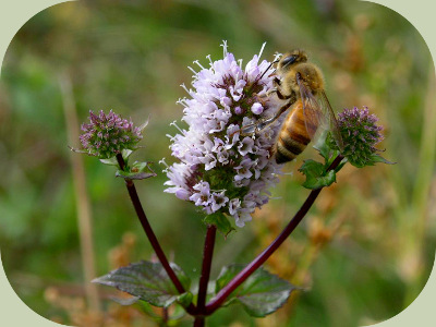 Forest food web honeybee