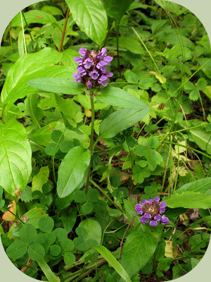 Fukuoka farming companion plants