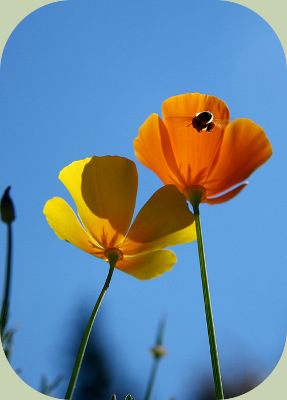 Fukuoka farming poppies