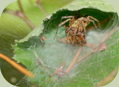 Funnel web spider eating mate