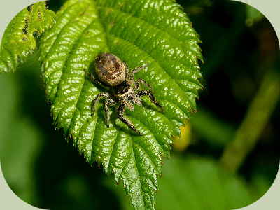 Jumping Spider on leaf