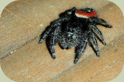 Jumping spider