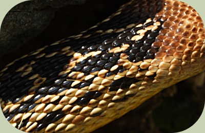 Identify Snakes: A How-to Guide