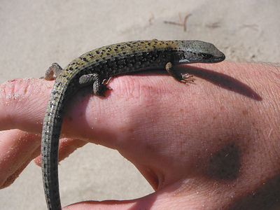 northern alligator lizard