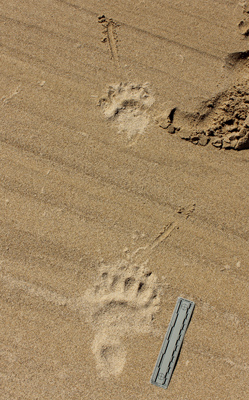 black bear tracks