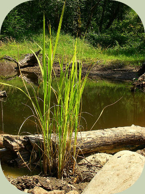 Plants for ponds rice