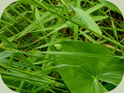 Plants for ponds