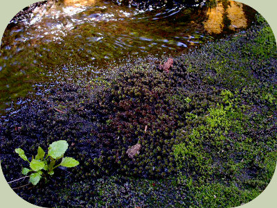 Pond edge life