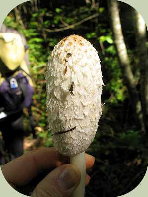 Shaggy mane mushroom