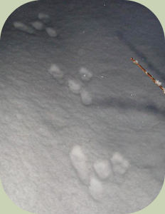 Snowshoe gait
