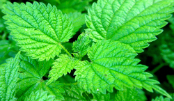 stinging nettle leaves