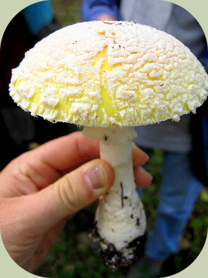 amanita muscaria inhand