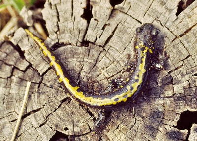 long toed salamander