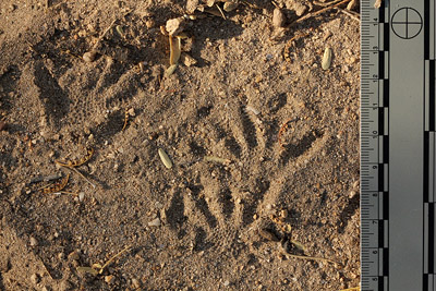 Gila Monster tracks