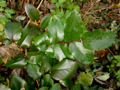 Oregon grape foilage 2