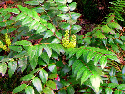 oregon grape in flower