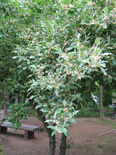 autumn olive shrub