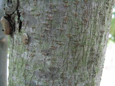 autumn olive bark