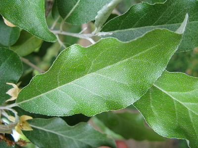 autumn olive leaf