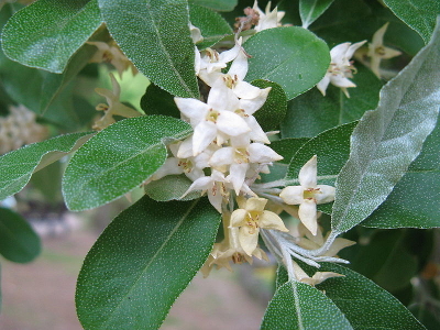 autumn olive flowers