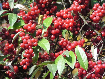 autumn olive berries