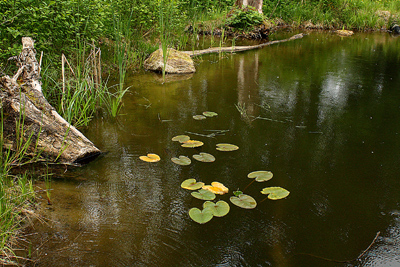 Backyard Fish Farming