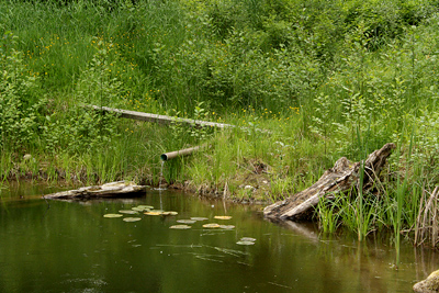 backyard fish farming 2