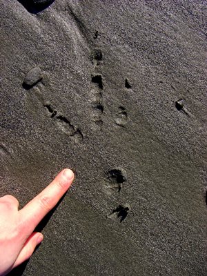 bald eagle footprint