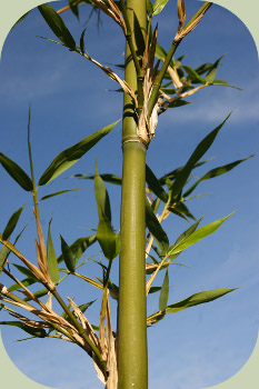 bamboo