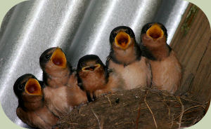 barn swallow nestlings