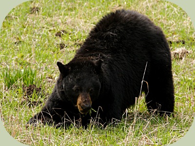 bear eats dandelions