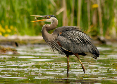 great blue heron catching fish