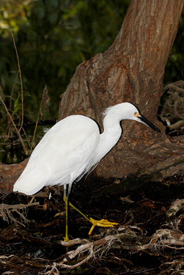 snowy egret