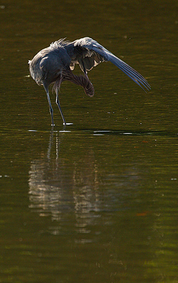 reddish egret preening