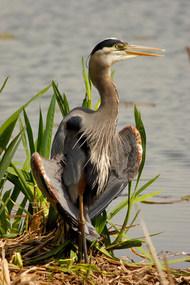 great blue heron thermoregulating