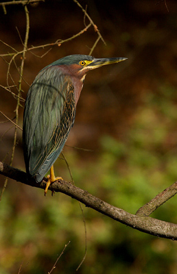 green heron